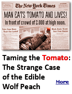 Tomatoes were initially regarded as ornamental but dangerously poisonous. Some people said that their bright red color clearly signaled poisons lurking within. Some were understandably wary since the tomato was closely related to deadly nightshade as well as mandrake (which may or may not have actually had aphrodisiac effects).